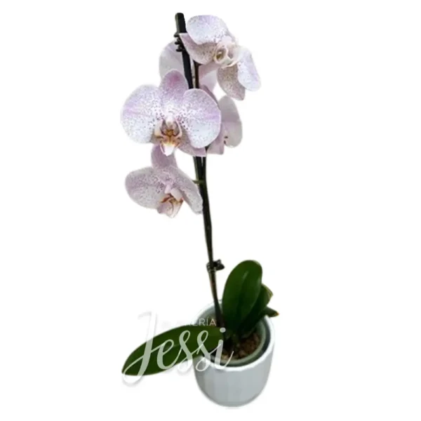 Orquídea 02