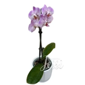 Orquídea 01
